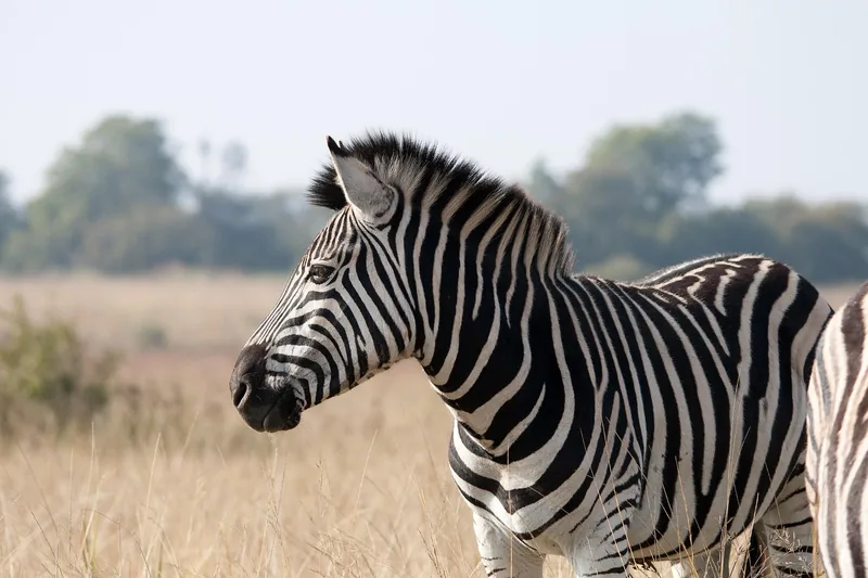 Best 1-Day Arusha National Park Safari Experience from Arusha