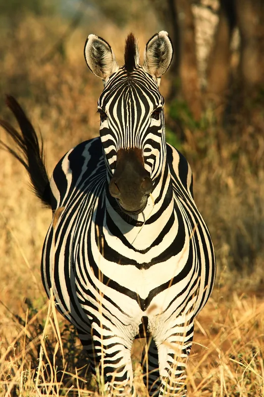 1-Day Mikumi NP from Dar Es Salaam by Sgr Train and Car - Tanzania safari