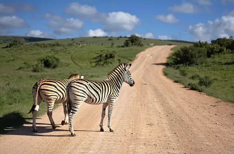 2-Day Group Comfort Safari Tour Tanzania - Tanzania safari