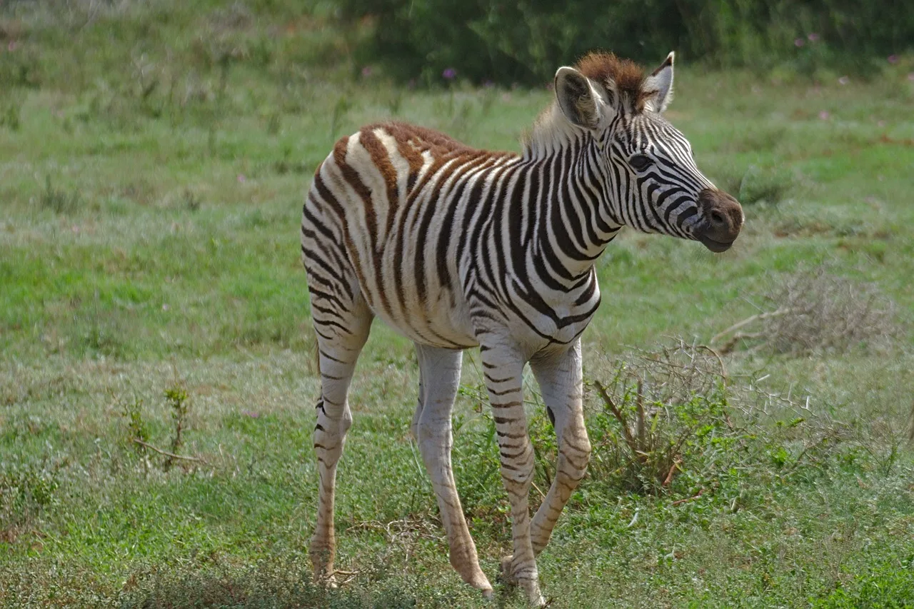 1-Day Nyerere National Park-Fly in and Out - Tanzania safari gallery image