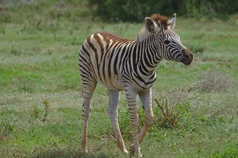 1-Day Nairobi Park David Sheldricks & Girafe Centre Tour - Kenya tours gallery image