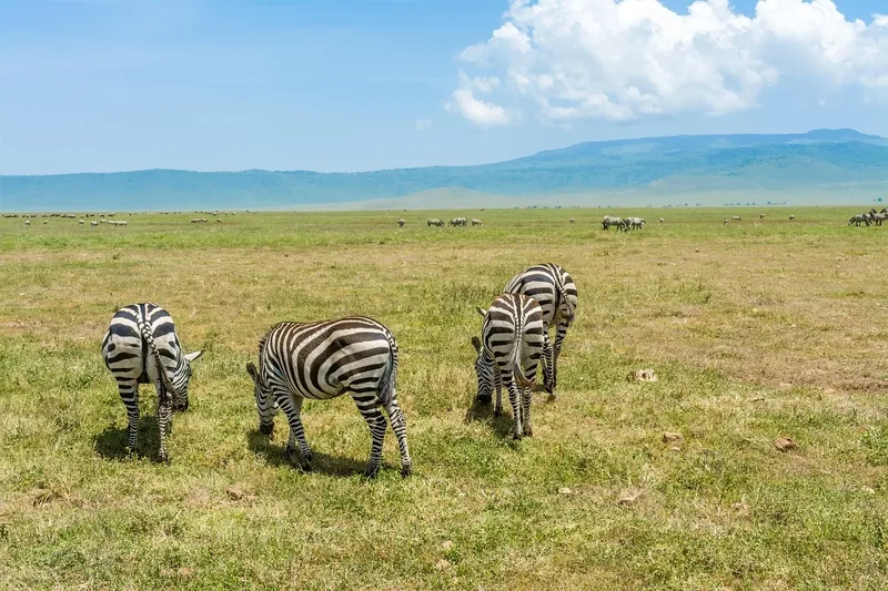 1-Day Mikumi Trip from Dar - Tanzania safari gallery image