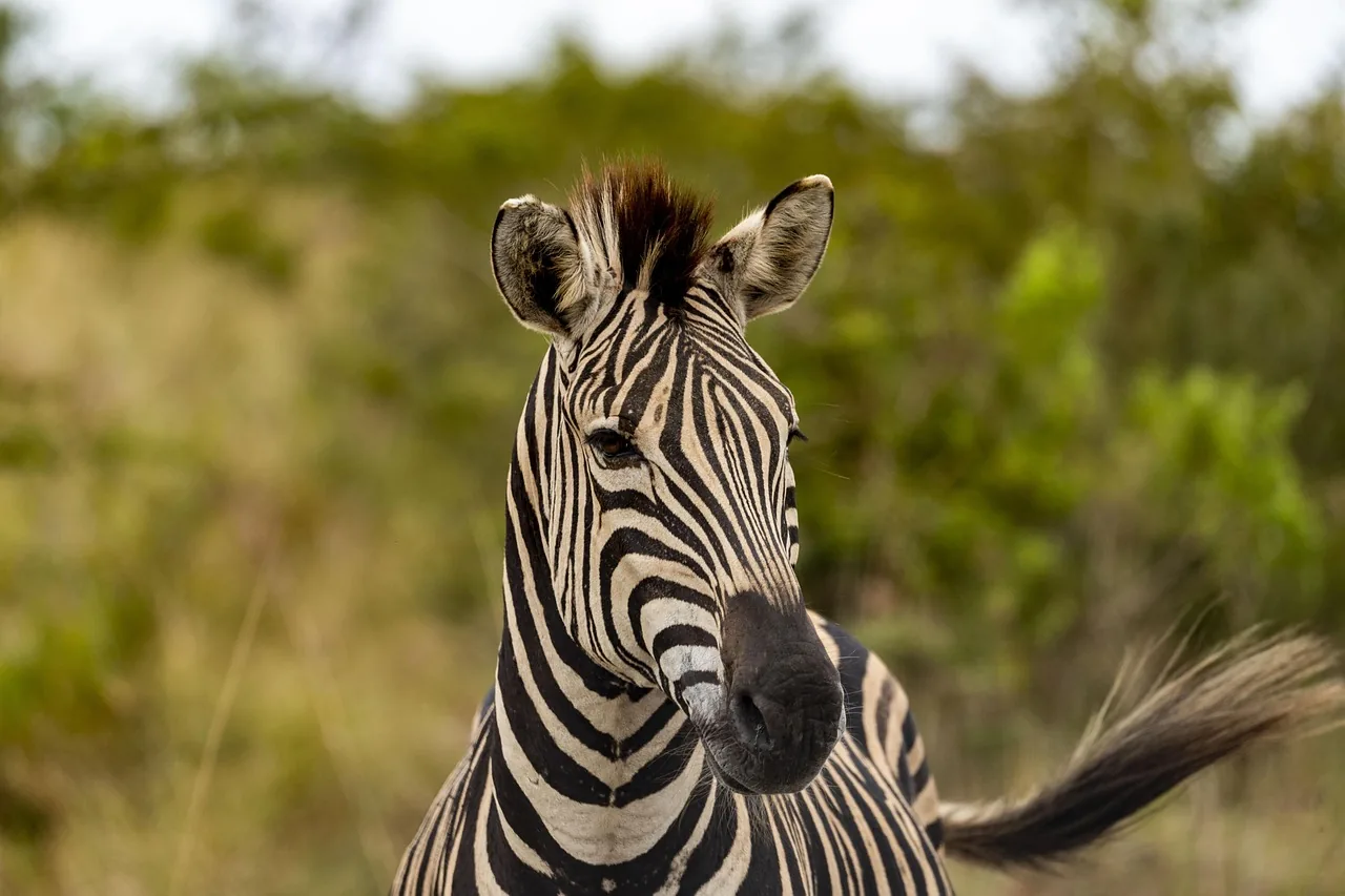 1-Day Mikumi National Park - Tanzania Southern Circuit - Tanzania safari hero photo