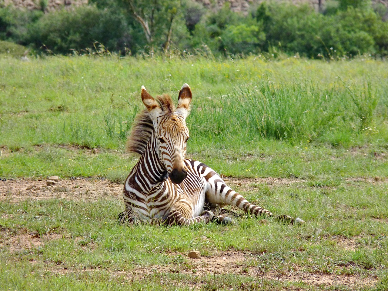 2-Day Fly-in from Zanzibar to Tarangire and Ngorongoro - Tanzania safari gallery image