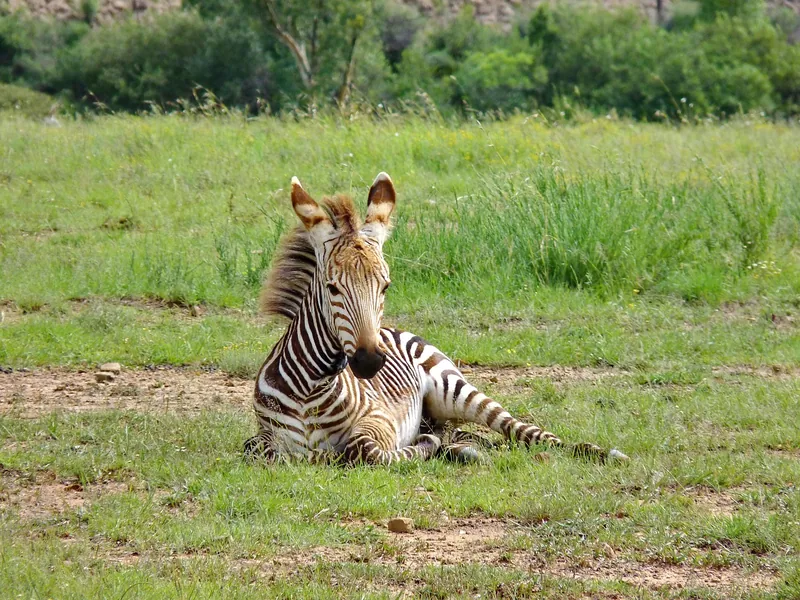 2-Day Fly-in from Zanzibar to Tarangire and Ngorongoro - Tanzania safari gallery image
