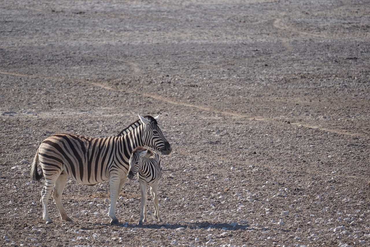 1-Day Zanzibar to Tarangire National Park by Flight - Tanzania safari gallery image