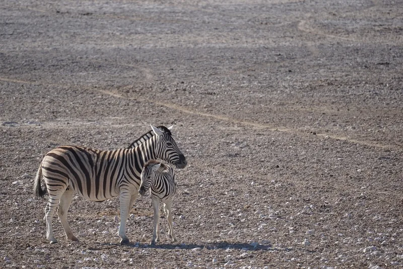 1-Day Zanzibar to Tarangire National Park by Flight - Tanzania safari gallery image