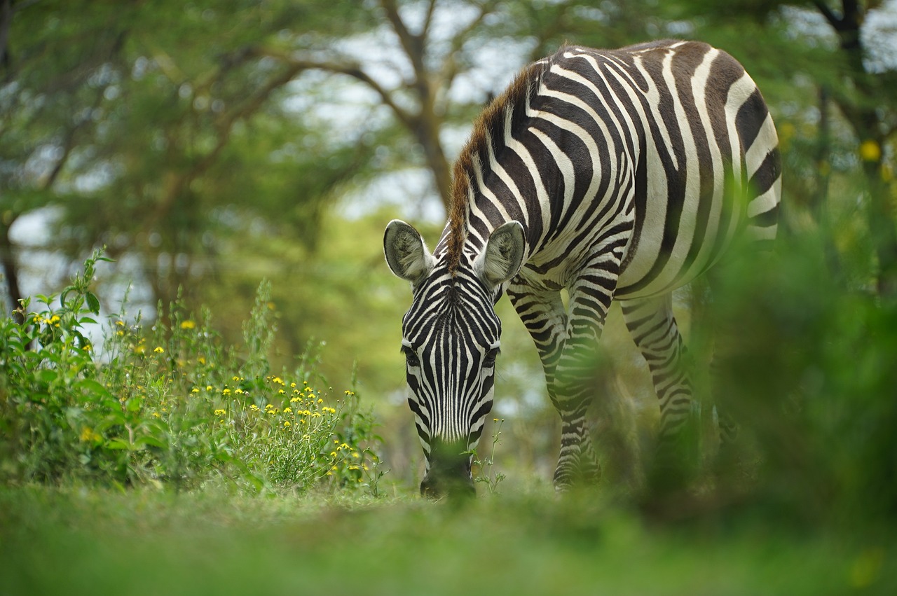 6-Day Majestic Tanzania - Mid-Range - Tanzania safari gallery image