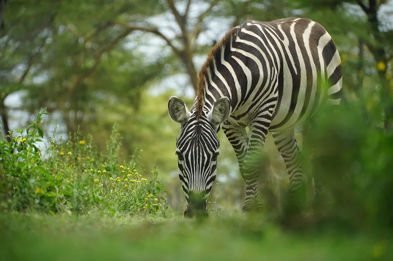 6-Day Majestic Tanzania - Mid-Range - Tanzania safari gallery image