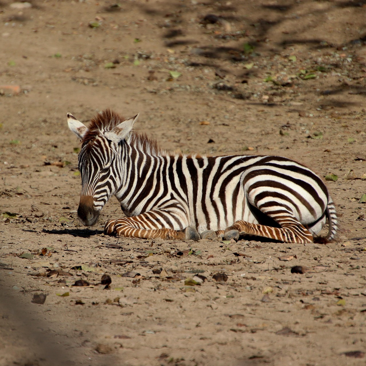 2-Day Amazing Safari Mikumi NP and Maasai Culture  - Tanzania safari gallery image