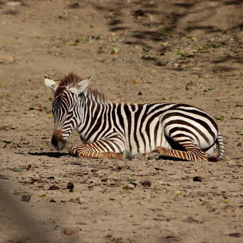 2 Days Lake Manyara & Ngorongoro Crater Safari - Tanzania safari gallery image