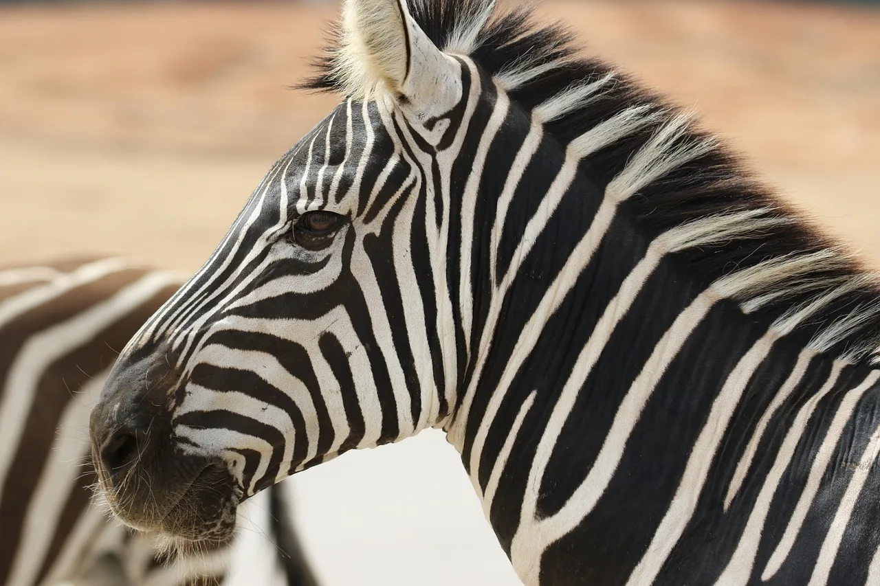4-Day Mid-Range Chobe National Park Big Five Safari gallery image
