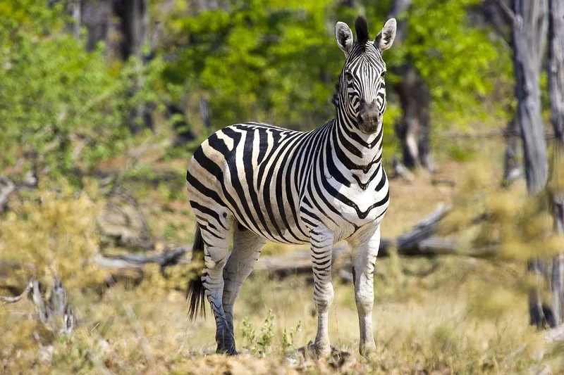 10 Days Okavango Delta, Chobe NP and Victoria Falls Safari gallery image