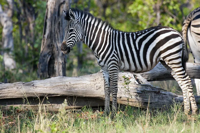 10 Days  Delta & Chobe Luxury Safari - 3 Free Nights gallery image
