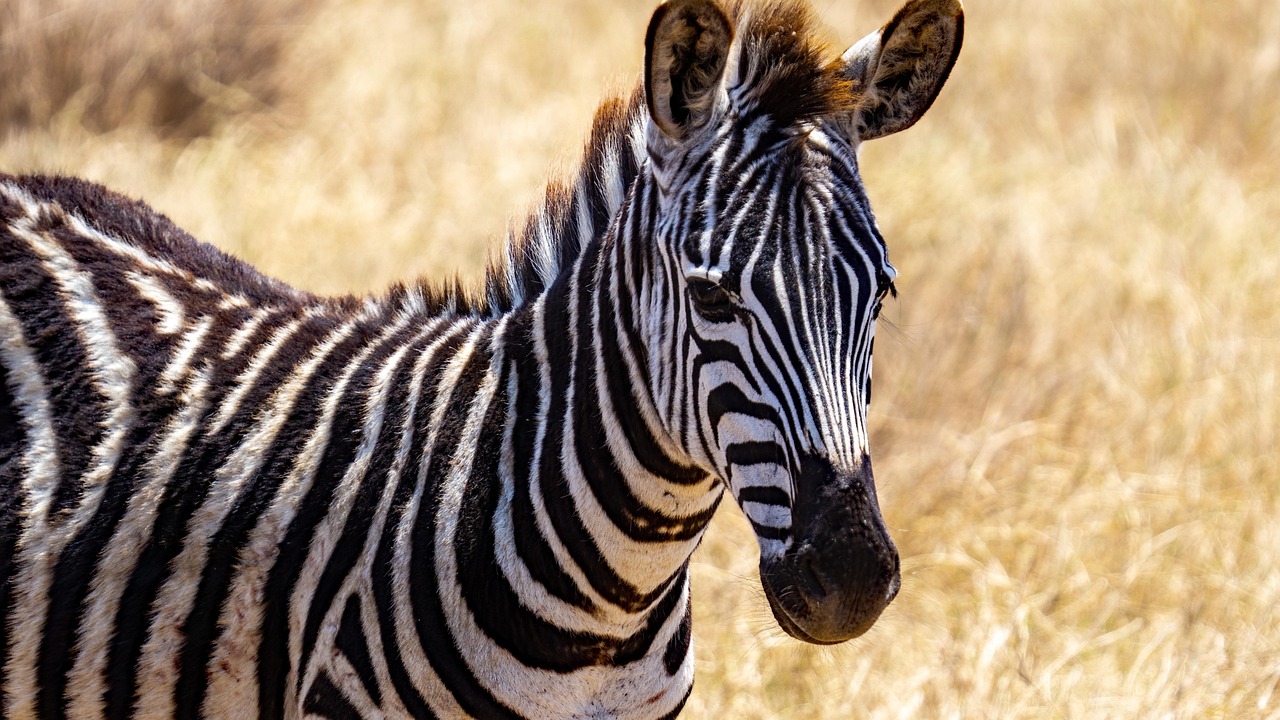 3-Day Adventure - Zanzibar to the Wilderness - Tanzania safari