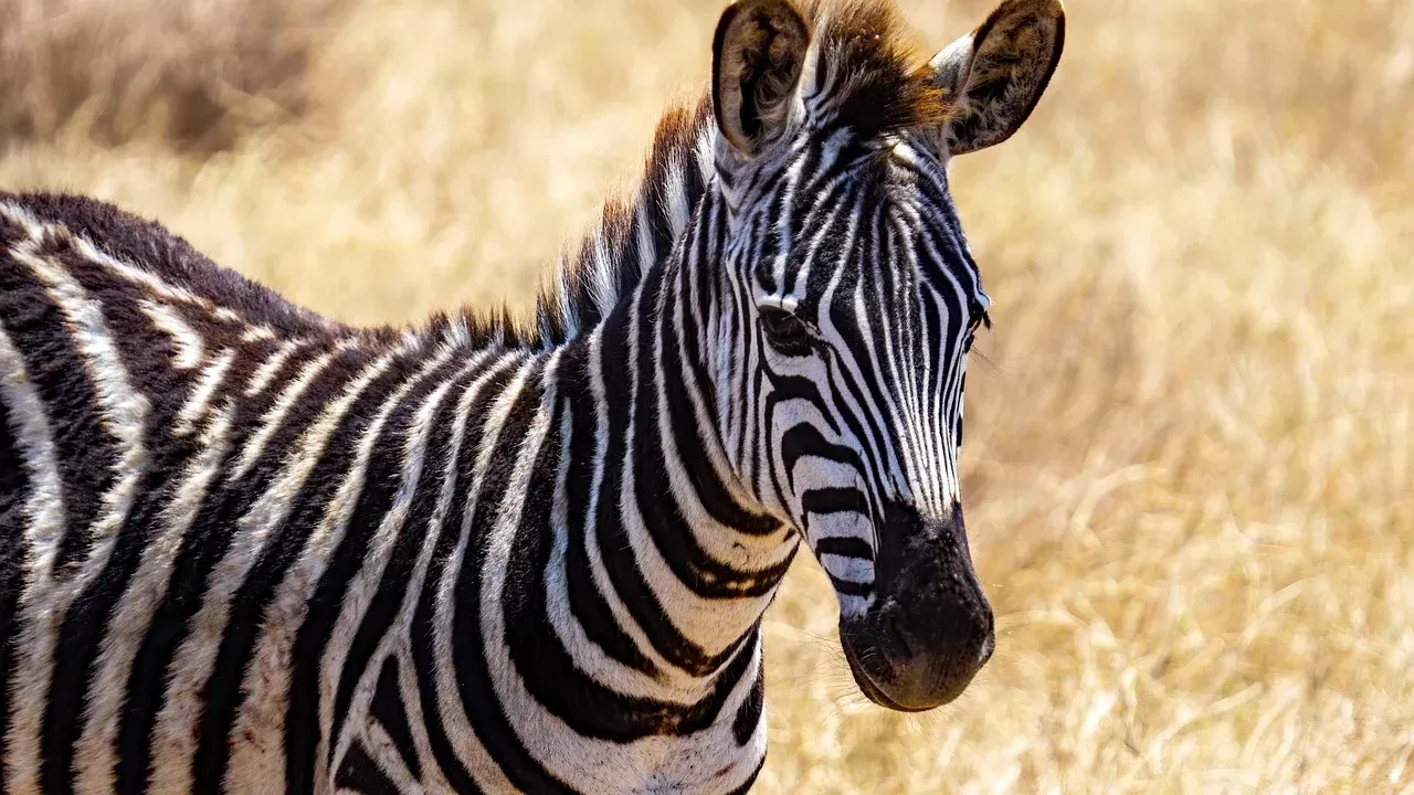 4-Day Safari Tour from Zanzibar to 3 Special Parks - Tanzania safari hero photo
