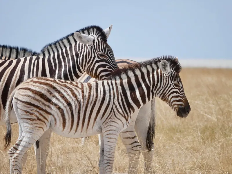 2-Day Ol Pejeta Classic Safari - Kenya tours gallery image