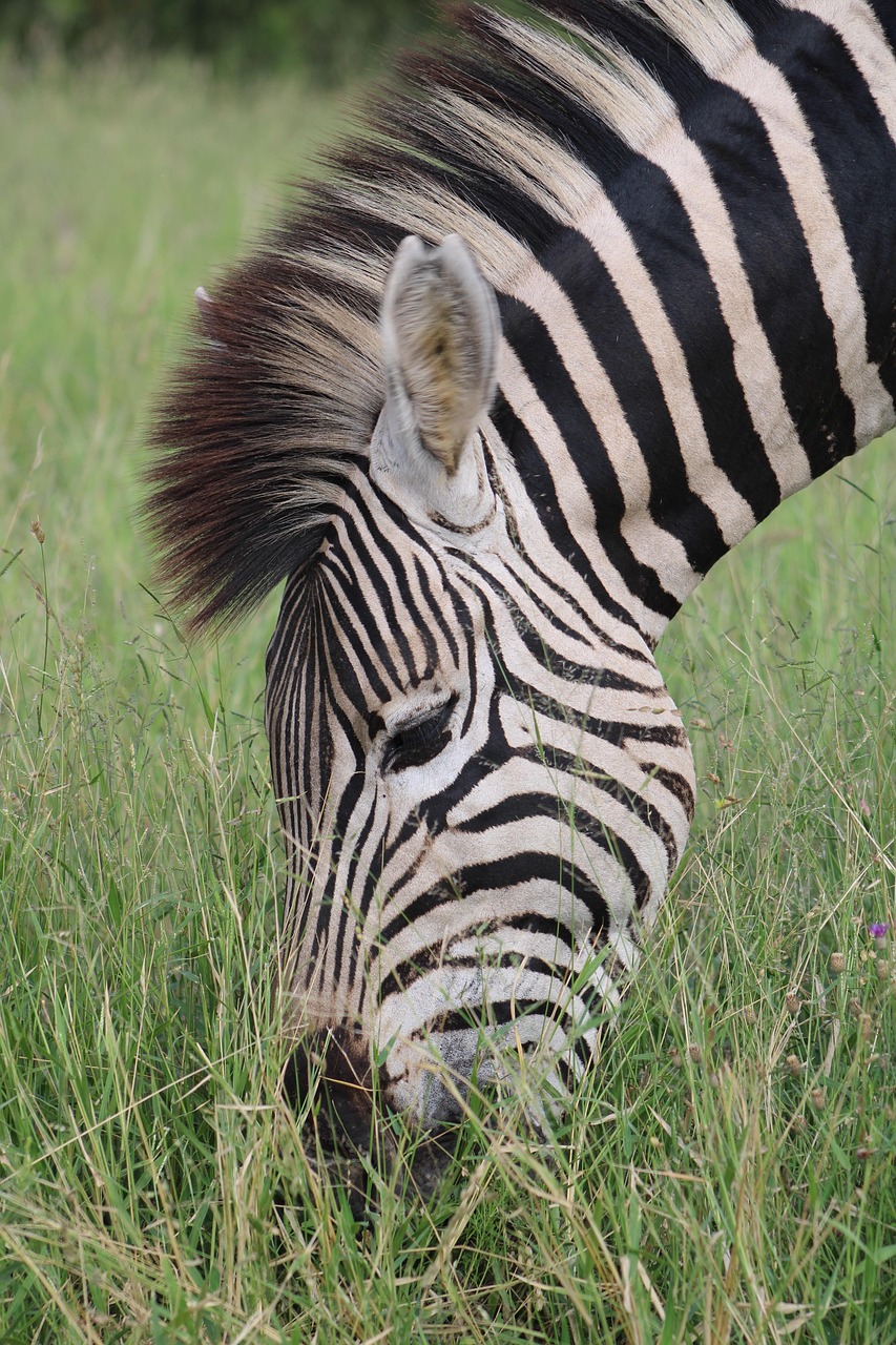4-Day Incredible from Beach to Bush Fly in & out Safari - Tanzania safari gallery image