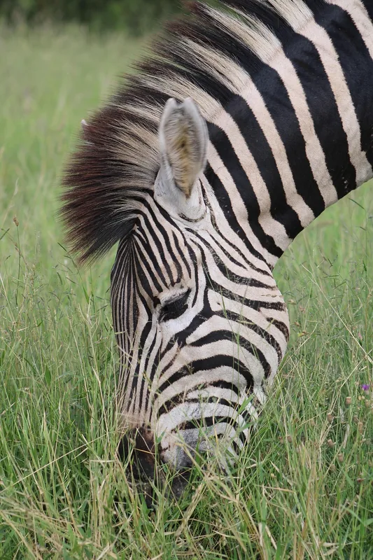 4-Day Incredible from Beach to Bush Fly in & out Safari - Tanzania safari gallery image