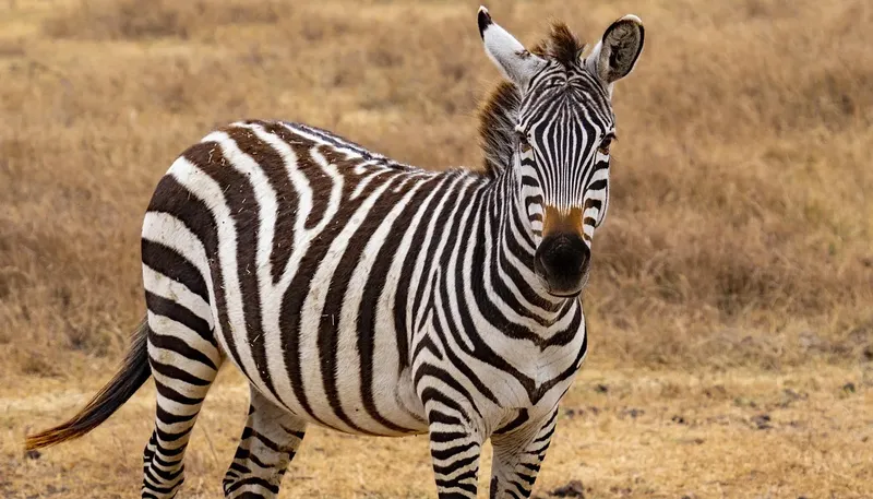 8-Day Luxury Cape Town & Sabi Sand Honeymoon Safari Package gallery image