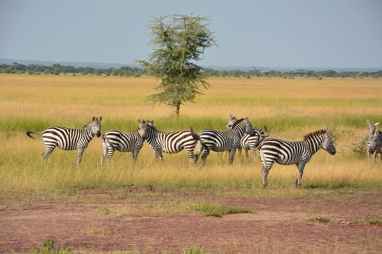 7-Day Moremi to Chobe Comfort Mobile Safari gallery image