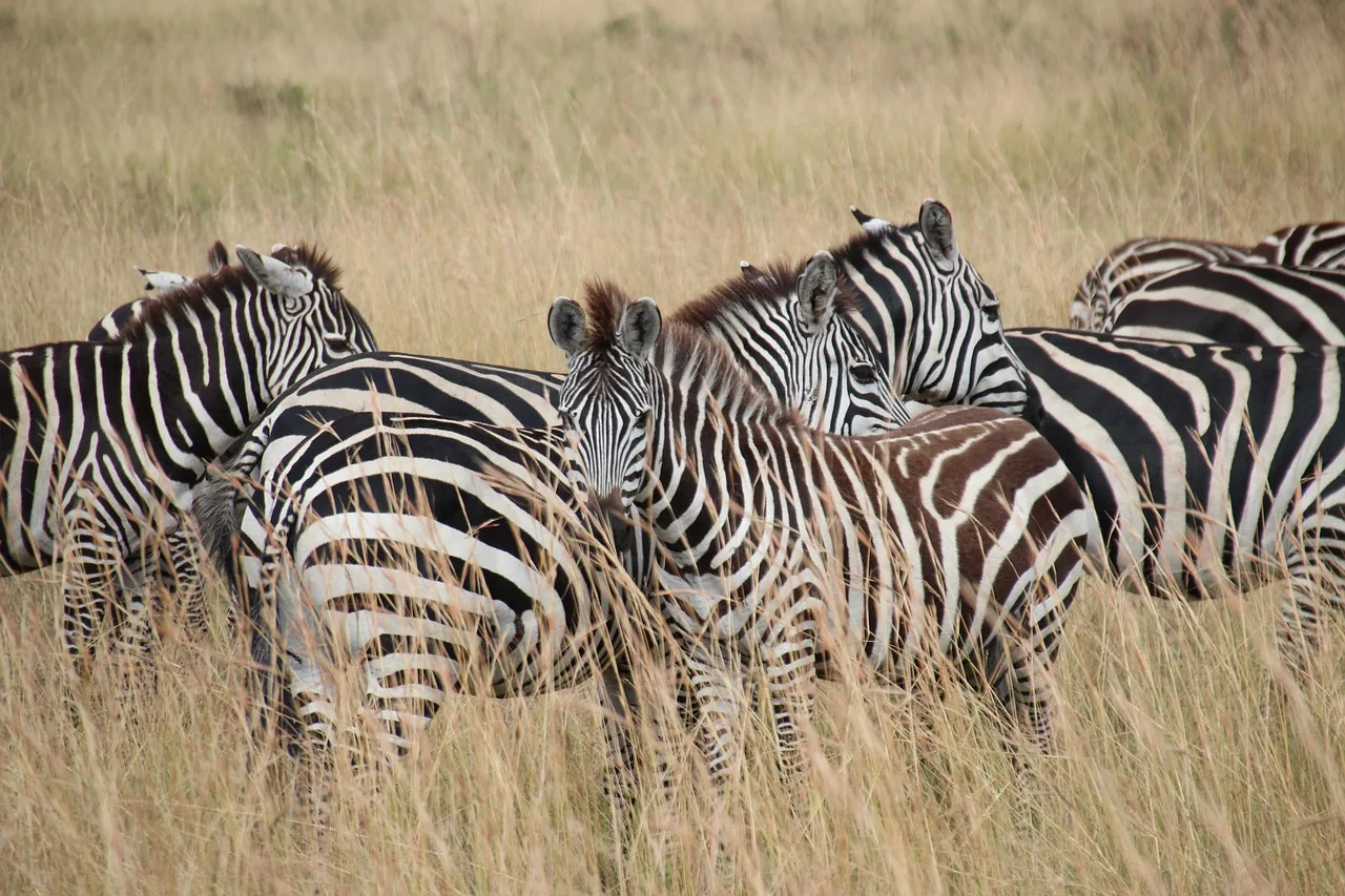 9-Day Beach Escape to Zanzibar and Big Five Safari - Tanzania safari hero photo