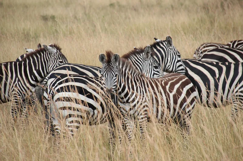 9-Day Beach Escape to Zanzibar and Big Five Safari - Tanzania safari