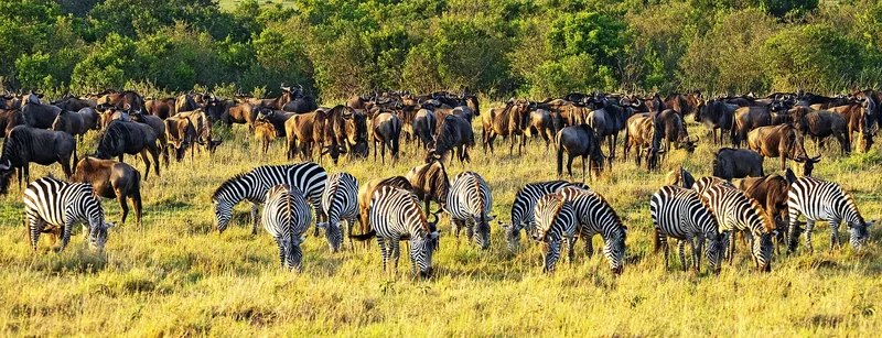 2-Day Taste of Tanzania Safari (Tarangire and Manyara) - Tanzania safari