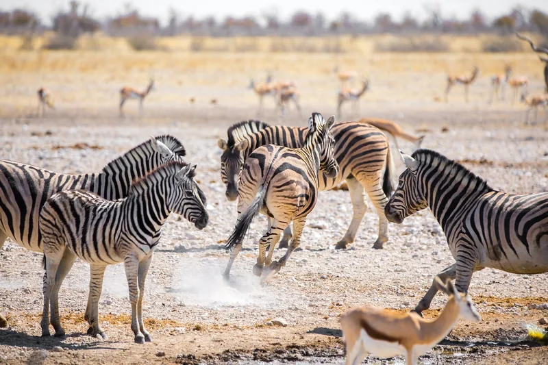 Experience the Unforgetable 19-Day Tanzania Western & Southern Safari & Chimpanzee - Tanzania safari gallery image