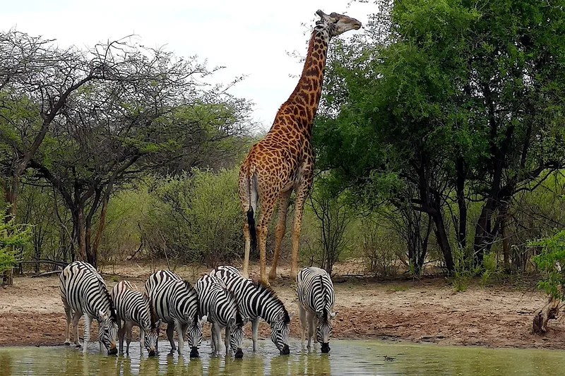 10 Days  Delta & Chobe Luxury Safari - 3 Free Nights gallery image