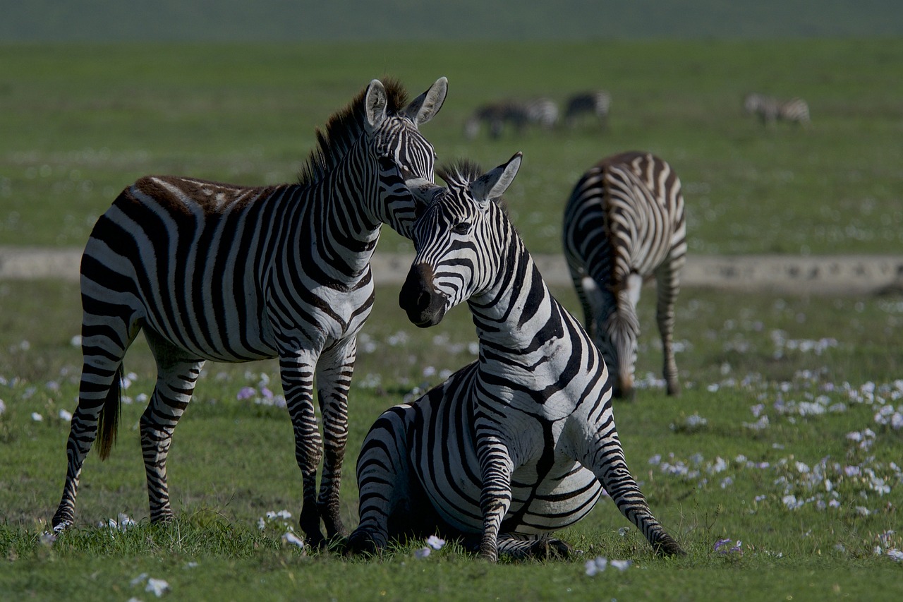 1-Day Trip to Ol Pejeta Conservancy - Kenya tours