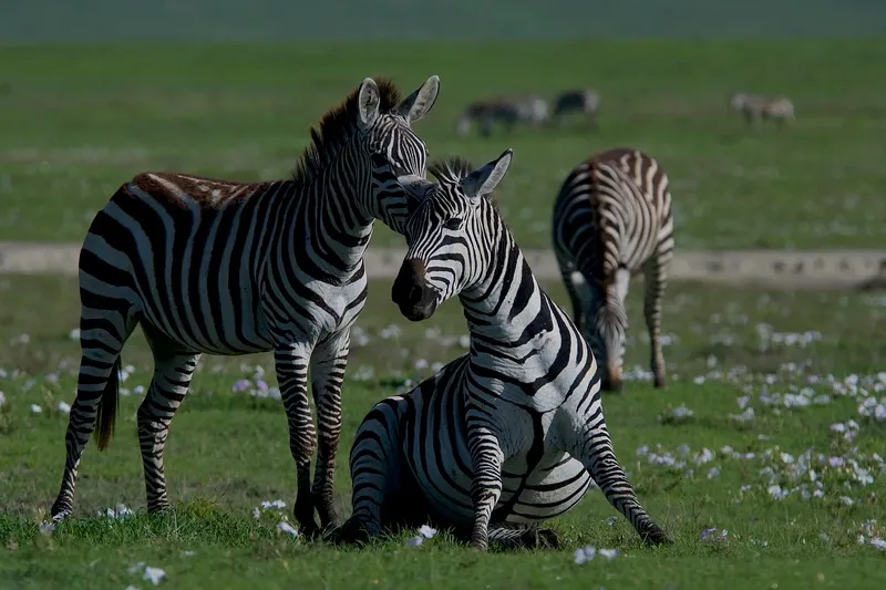 1-Day Nairobi Park David Sheldricks & Girafe Centre Tour - Kenya tours gallery image