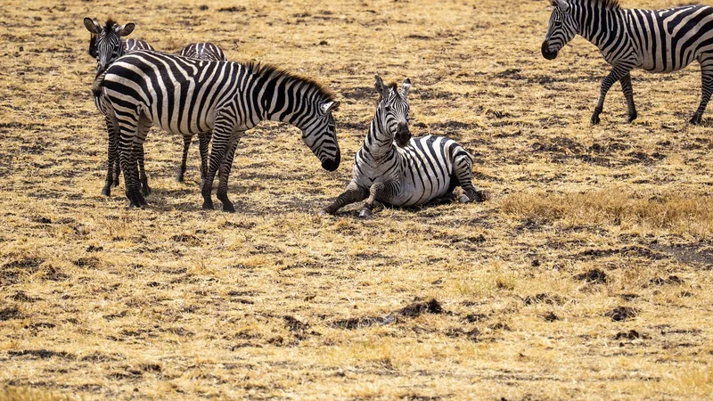 The best sharing 5-Day Ultimate Safari Experience gallery image