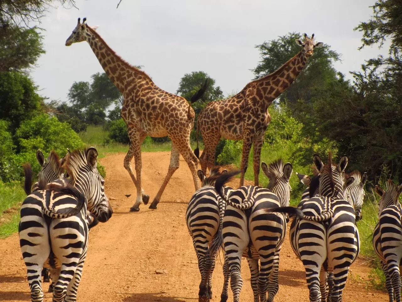 ½-Day Chobe River Safari from Victoria Falls Zimbabwe hero photo