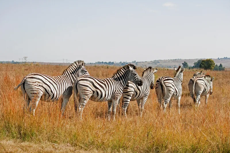 2-Day Private Luxury Fly-in Fly-out Serengeti Safari - Tanzania safari