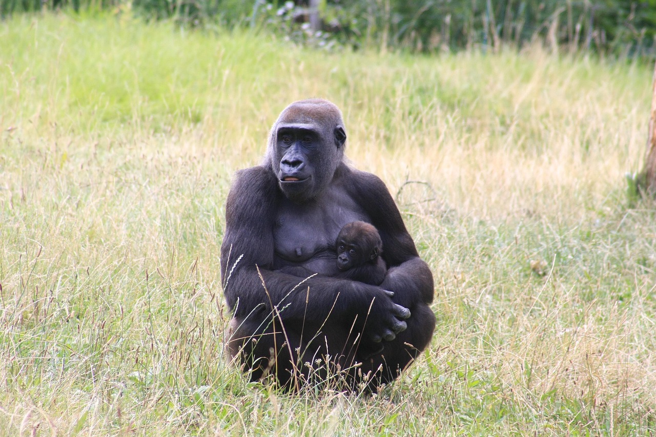 1-Day Bwindi Impenetrable Gorilla Trek - Rwanda safari gallery image