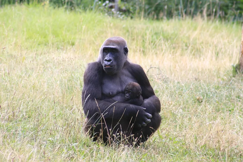 1-Day Gorilla Trekking Adventure in Uganda from Kigali gallery image