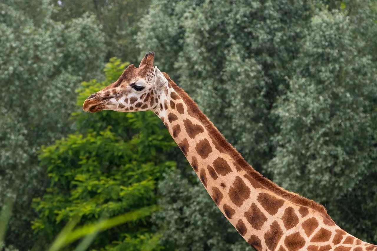 1-Day Cape Town Big Five Safari - No Pick-up or Drop-off gallery image